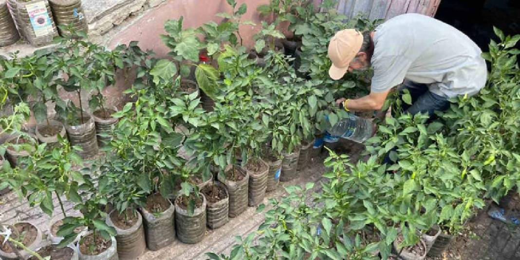 18 metrekarede mucize yarattı! Şehrin göbeğinde tarım: Terasını tam 200 fide süslüyor 3